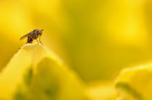 Fliege im gelben Meer