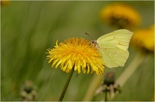 Zitronenfalter (Gonepteryx rhamni)