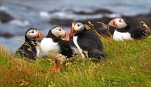 Puffins....Quattro