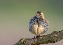 Wiesenpieper pflegt sich...