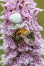 Veränderliche Krabbenspinne mit Beute