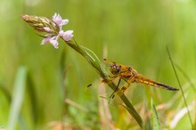 Libelle auf Orchidee