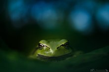 Laubfrosch