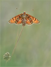 *Roter Scheckenfalter - korrigiert*