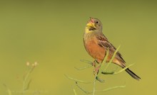 Ein typischer Frühsömmervogel - der Ortolan!