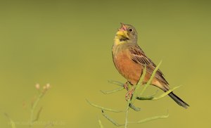 Ein typischer Frühsömmervogel - der Ortolan!