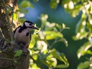 Specht im Apfelbaum