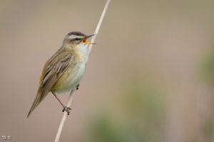 Eindringlicher Gesang ...