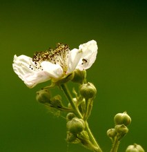 Brombeerblüte mit "insectum ignotum"