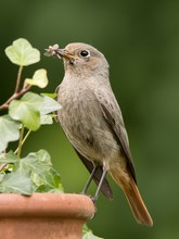 Wildlife in Mutters Garten