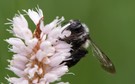 Graue Sandbiene (Andrena cineraria)