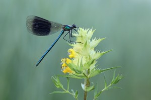 Calopteryx splendens - Gebänderte Prachtlibelle