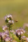 Bienenfreund