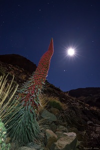 Wildprets Natternkopf