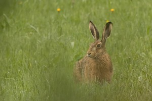 Wildlife in Mutters Garten - 2