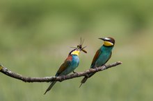 merops apiaster - brautgeschenk