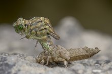 Schlupf: Kleine Zangenlibelle (Weibchen)