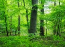 Wald im Mai