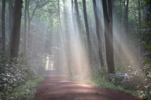 Waldweg