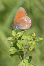 Das Rotbraune Wiesenvögelchen