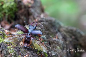 **  T A K E  *  O F F  **