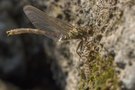 Kleine Zangenlibelle (Männchen)