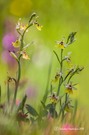 Ophrys lacaitae