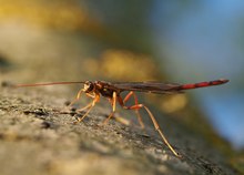 Riesenschlupfwespe (megarhyssa perlata)