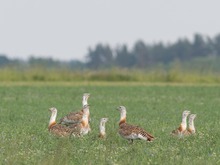 Auf einer Wiese in Brandenburg