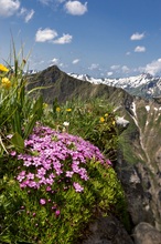 Bergfrühling