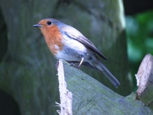 Robin