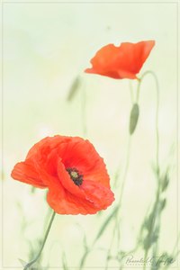 Hymne auf den Klatschmohn