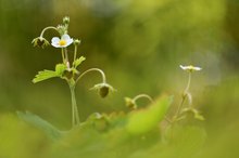 Wald-Erdbeeren #2