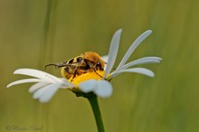 Gebänderte Pinselkäfer (Trichius fasciatus)