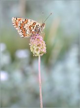 *Flockenblumen Scheckenfalter*