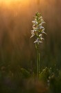 Platanthera bifolia