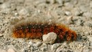 Stachelige Schönheit mit Wasserperle im Haar