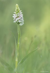 Dieses weiße Knabenkraut