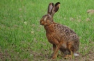 Der Knuddelige mit riesen Lauschern und 2 Knopfaugen