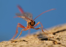 Riesenschlupfwespe (megarhyssa perlata)