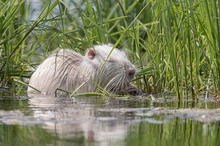 Nutria