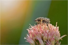 Trauer-Rosenkäfer (Oxythyrea funesta)