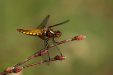 Plattbauchfrau beim Sonnenbaden