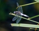 "odonata ignotum"