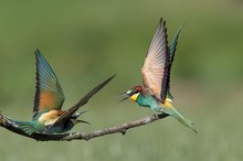 Merops apiaster- Meinungsverschiedenheiten?!