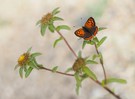 Kleiner Feuerfalter (Lycaena phlaeas)