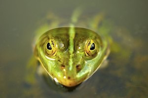 Teichfrosch