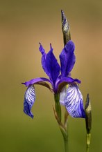 Schwertlilie (Iris)