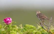 Wiesenpieper