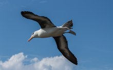 Schwarzbrauenalbatros